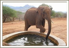Lesanju having a drink