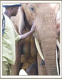 The calf and Emily with Josaphat