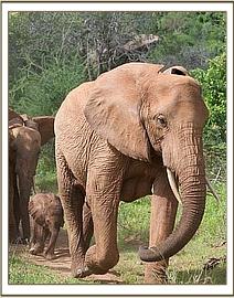 Emily with her little calf at her feet