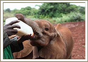 Orwa having milk