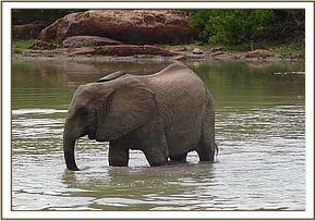 Naserian in the water