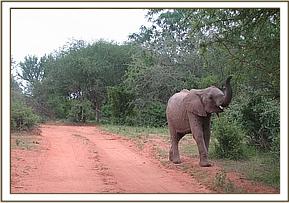 Lualeni sniffs the air