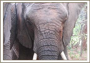 Napasha with an arrow below the eye