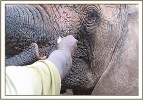 Napasha's wound being cleaned