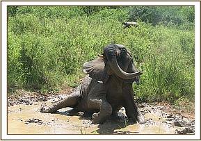 Napasha playing in the mud