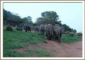 Wendi arriving with nannies and Wiva