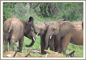 Orwa intervenes between Kanjoro and Teleki