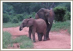 Madiba and Bomani