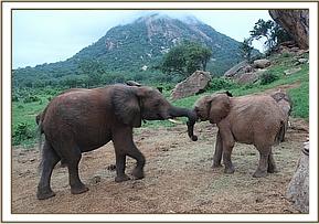 Madiba taking lucerne from Orwa