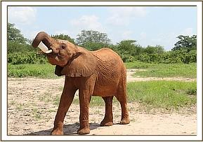 Orwa drinking his milk
