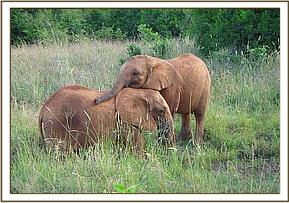 Madiba lays his trunk on Ndomot