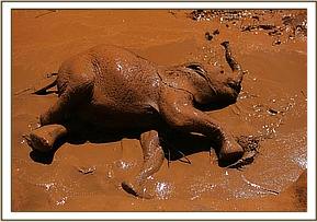 Madiba enjoying his mudbath