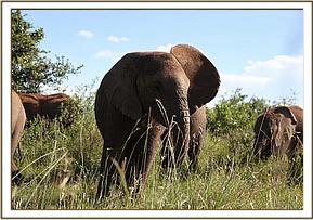 Orwa in the field