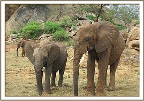 Ololoo and Taita