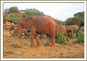 Lualeni with the orphans