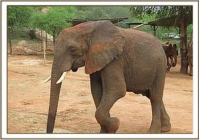 Madiba at the stocakde compound