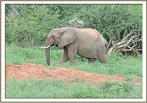 Napasha browsing