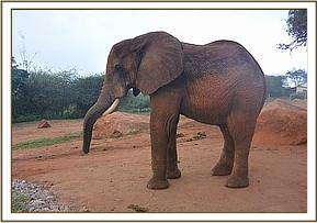 Laikipia at the stockade