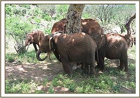Arruba & Rorogoi relaxing with the Voi orphans
