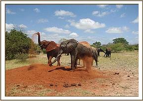 Yatta and Kinna soil bathing