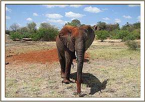Yatta after a dust bath