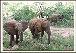 Naserian and Sunyei browsing together