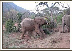 Lualeni scratching