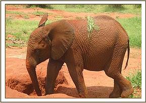 Lempaute playing with grass on her back