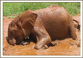 Lempaute enjoying a small waterhole