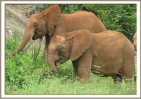 Lesanju left & Kenia