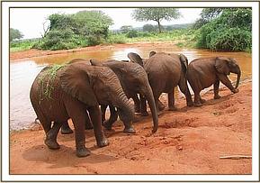 Orphans at waterhole, Lempaute with grass on back