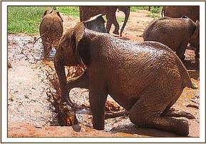 Lempaute front enjoys a bath