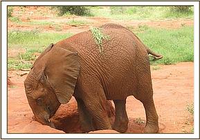 Lempaute playing with grass on her back