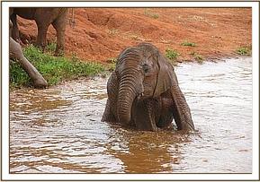 Lempaute in the water