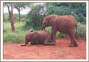 Kenia down & Sinya