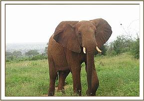 Laikipia