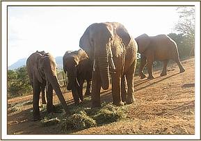 Burra left, Mweya & Laikipia at the stockade