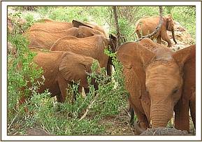 Lesanju front with the others browsing