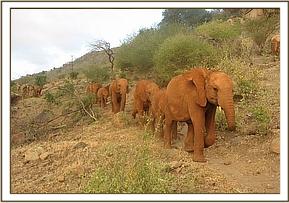 Lesanju leading the others to the field