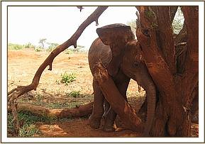 Lesanju scratching