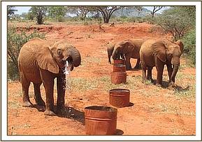 Lempaute right having a drink of water