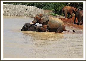 Mgeni gets a ride from Napasha