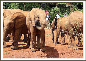 Orwa plays with a twig