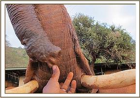 Sinya shows her trunk