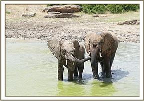 Orwa with a wild elephant