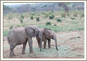 Orwa and Lemoyian eating lucerne