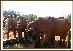Emily's herd drinking water