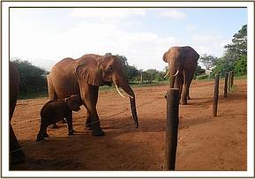 Laikipia arrives with the ex-orphans
