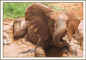 Lempaute having fun in a small water hole