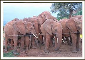 Laikipia mounts Mweya